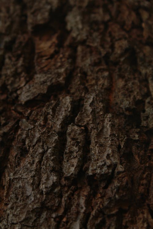 Close-Up Photograph of a Tree Bark