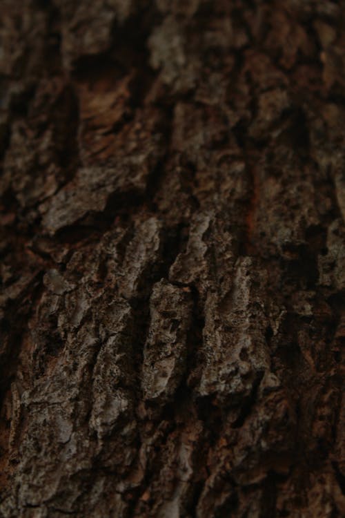 Imagine de stoc gratuită din a închide, arbore, fotografiere verticală