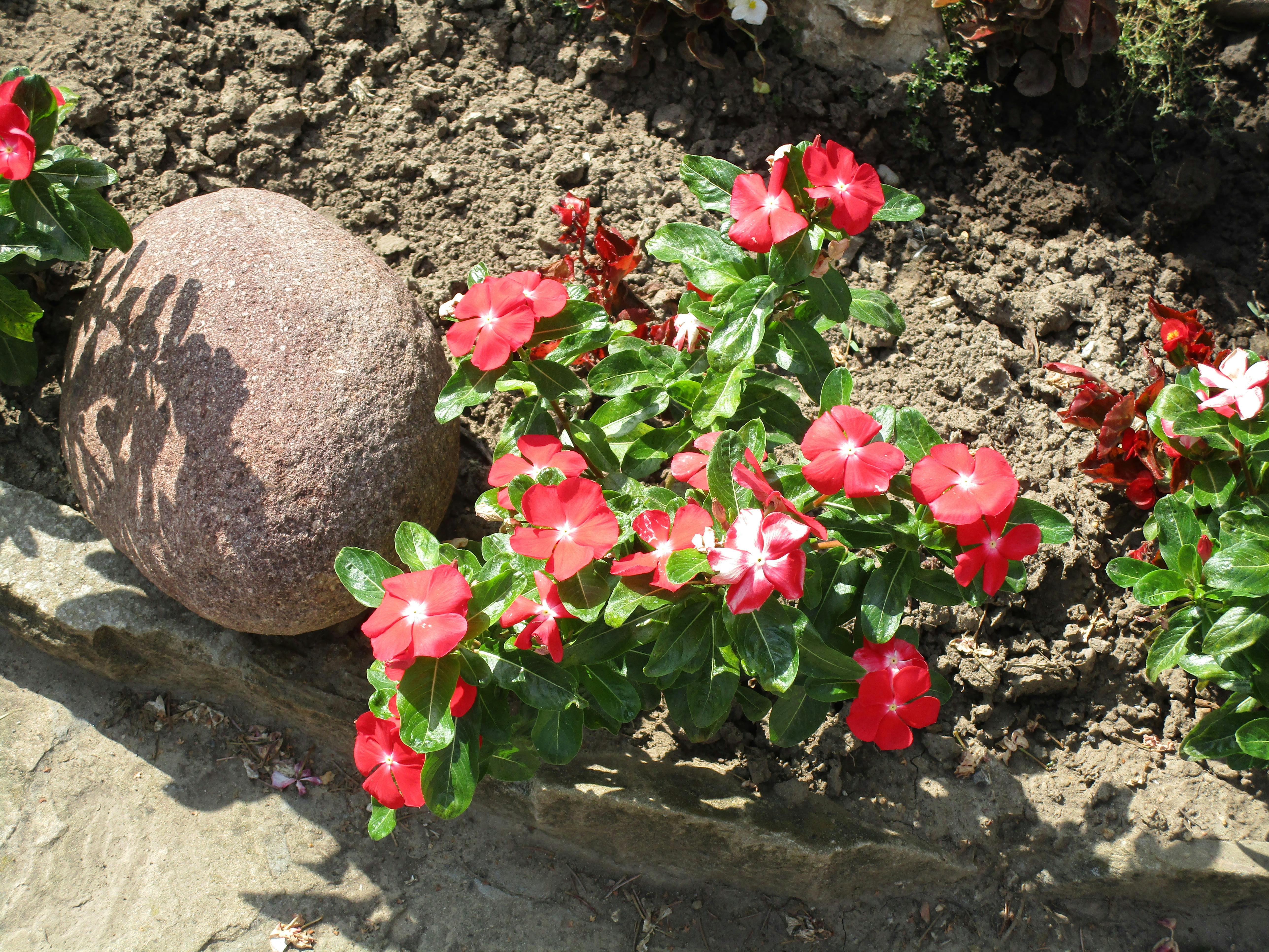 Free stock photo of flower - shadow - stone