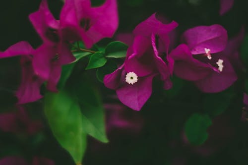 Close-Up Photography of Pink Bougainvillea