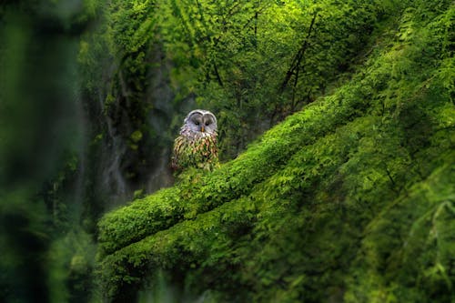 Free Brown Owl on Green Moss Stock Photo