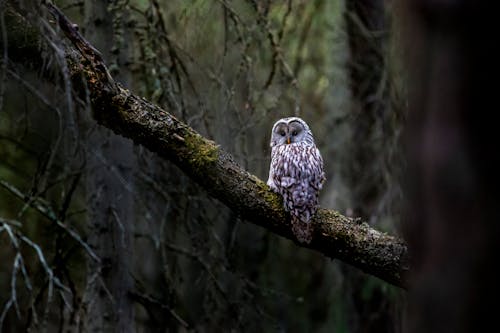 Photograph of a Ural Owl