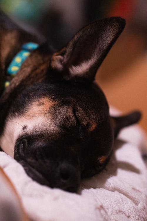 
A Close-Up Shot of a Dog Sleeping