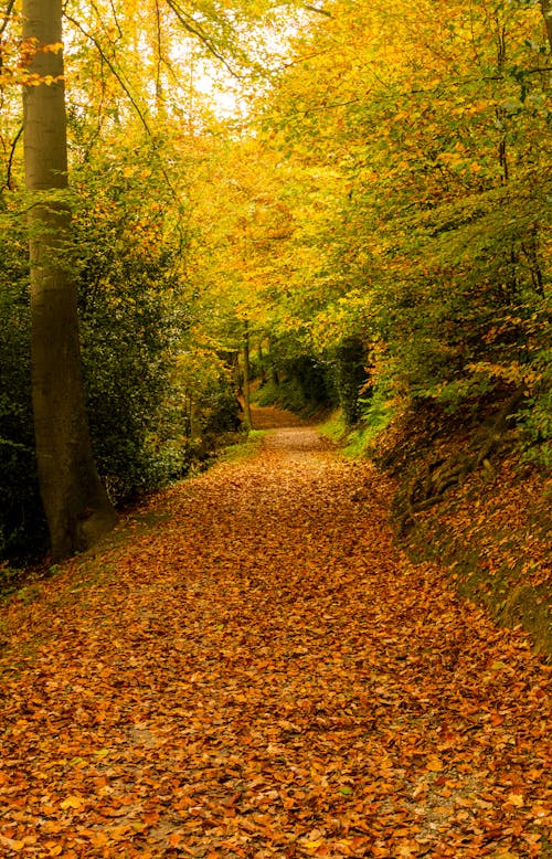 A Pathway Covered with Fallen Leaves