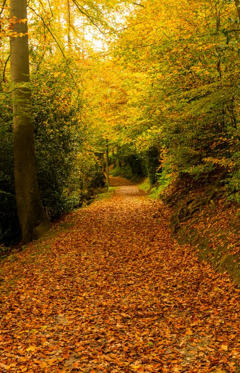 A Pathway Covered with Fallen Leaves · Free Stock Photo