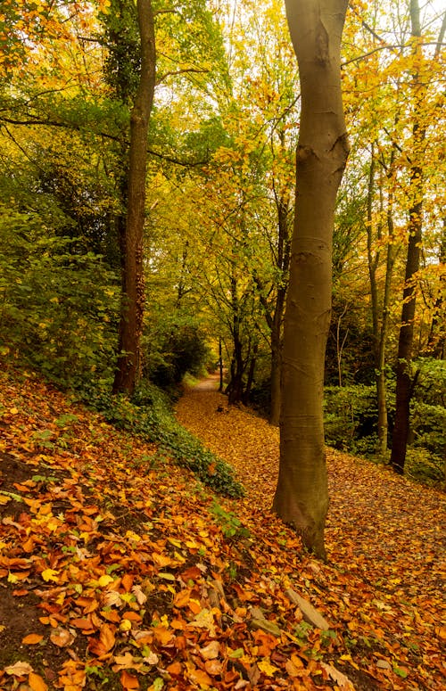 A Pathway Covered with Fallen Leaves