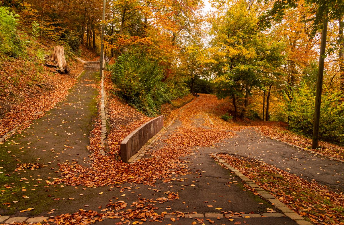 Tranquil park scene with paths covered in vibrant autumn leaves