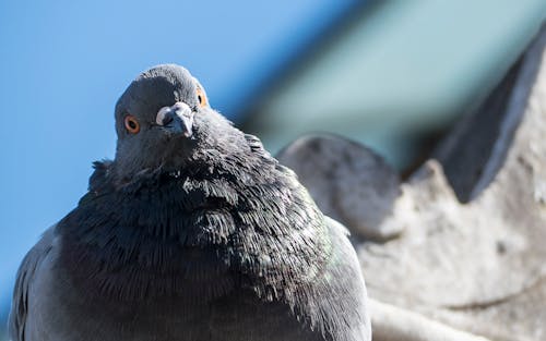Free stock photo of close-up, pigeon, tilted head