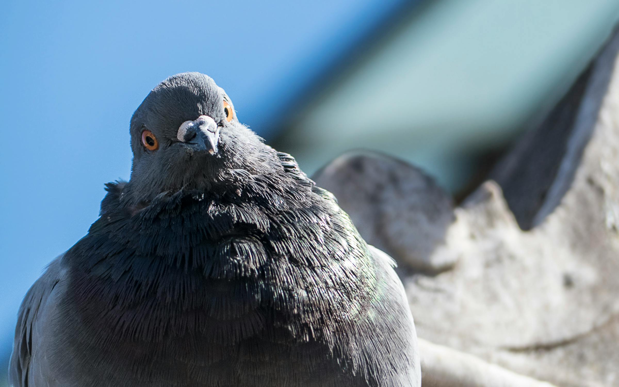 Free stock photo of close up, pigeon, tilted head