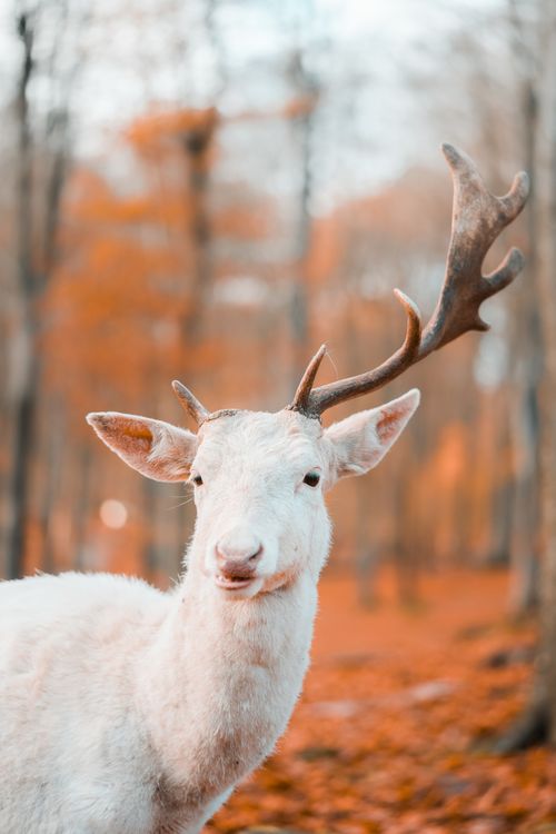 Free Captivating image of a white deer in a vibrant autumn forest in Denmark, showcasing wildlife beauty. Stock Photo