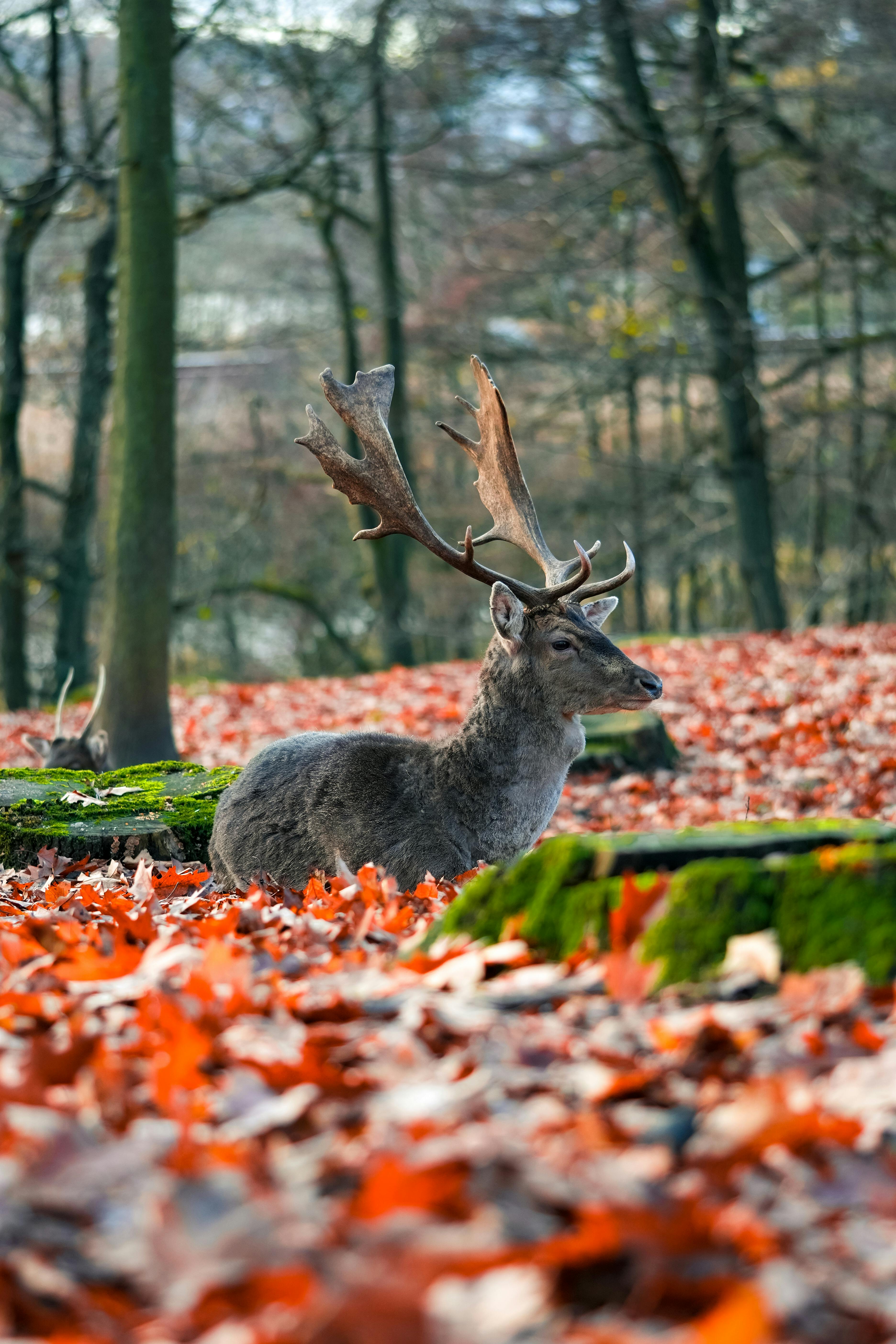 grátis Foto profissional grátis de animais em estado selvagem, animais selvagens, animal Foto profissional
