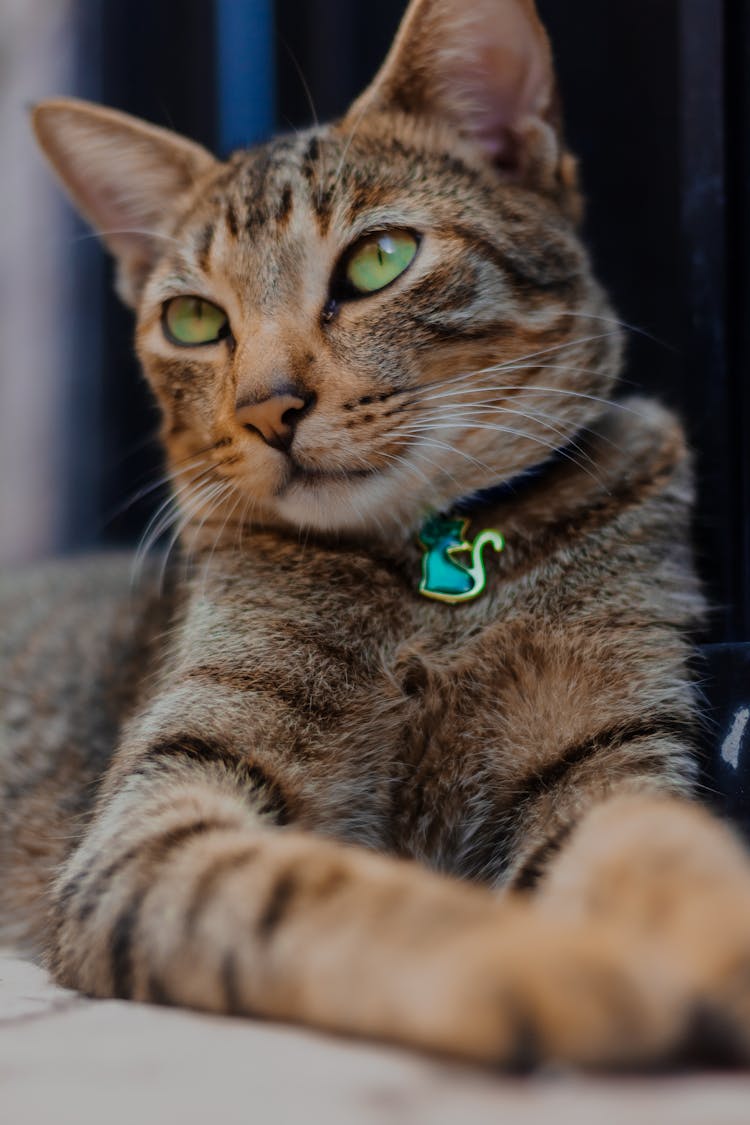 A Tabby Cat With A Collar