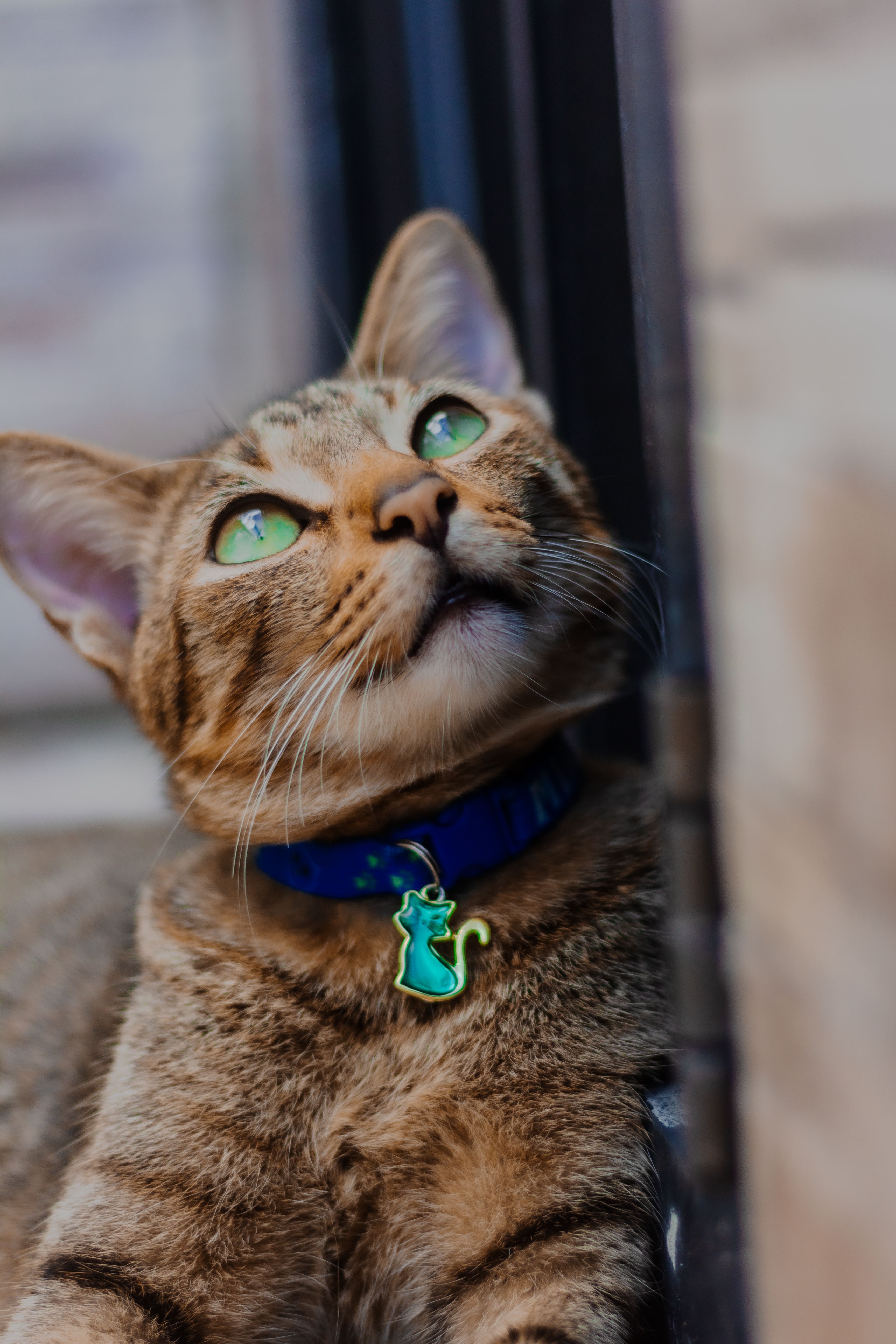 Brown Tabby Cat With Green Collar · Free Stock Photo
