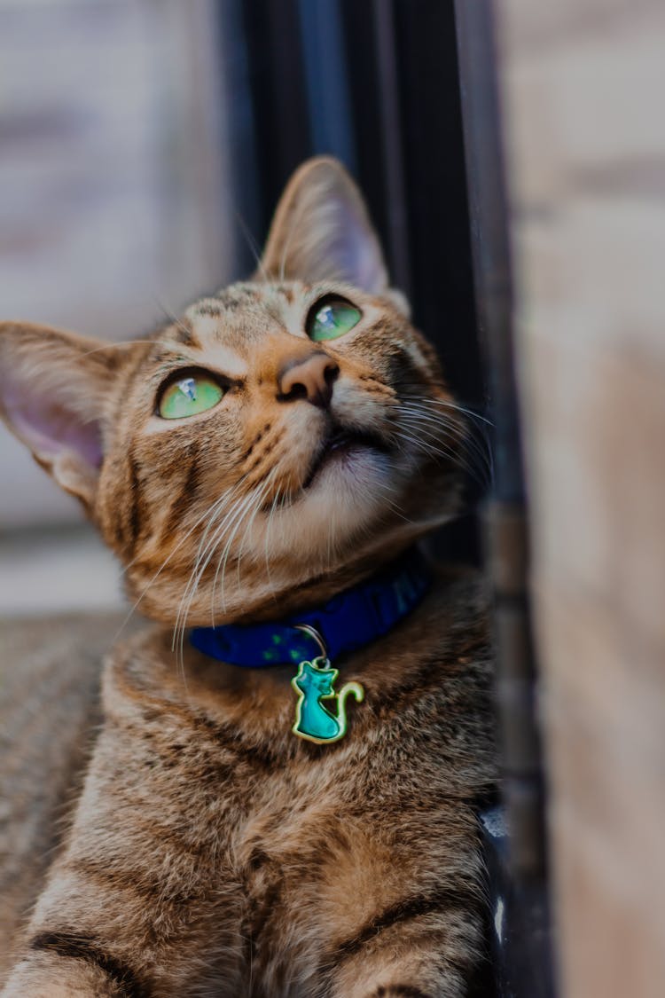 Brown Tabby Cat With Green Collar