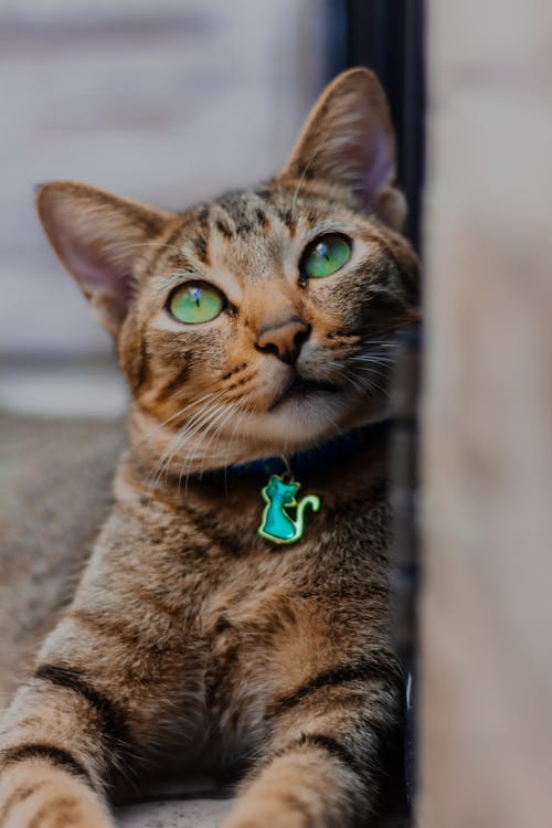 Tabby Cat Sitting Beside a Wall