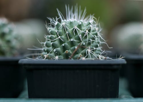Selektives Fokusfoto Der Kaktuspflanze Auf Dem Schwarzen Topf