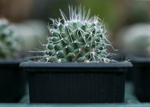 仙人掌植物在黑锅上的选择性焦点照片