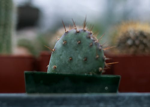 Kostenloses Stock Foto zu gewächshaus, kakteen, kaktus