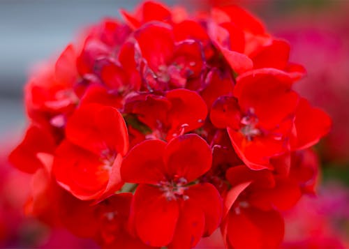 Foto profissional grátis de de flores, estufa, vermelho