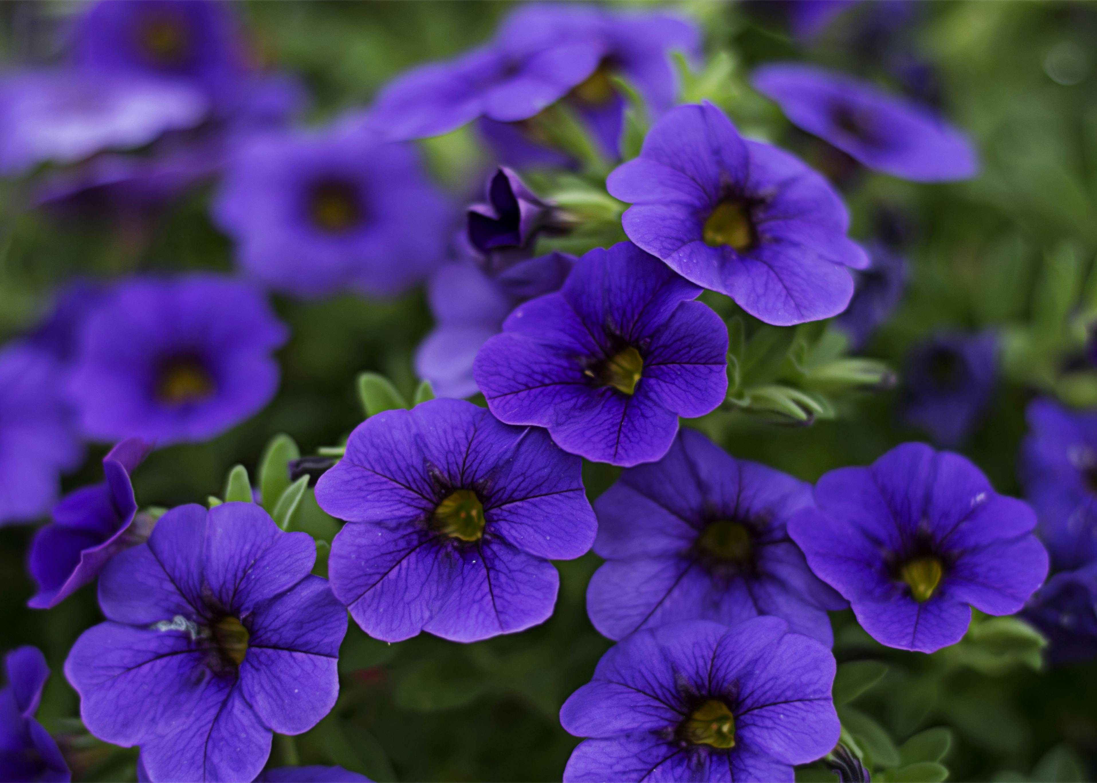 Purple Accessories For Jeep Wrangler: Unleash Your Inner Royalty on the Road