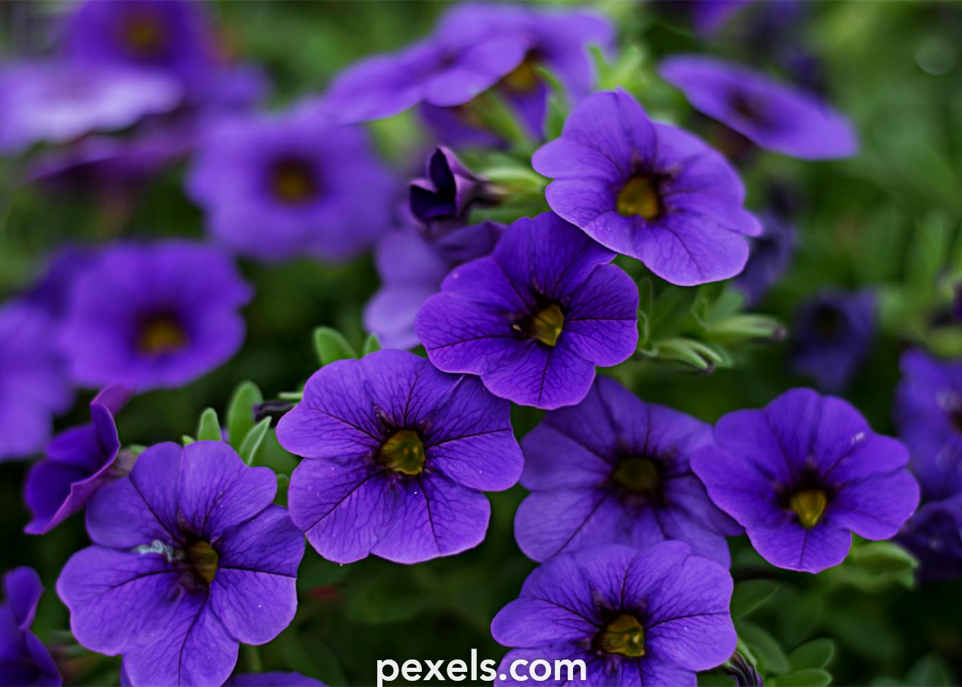 500+ Hình ảnh hoa đẹp màu tím Nâng tầm vẻ đẹp tự nhiên
