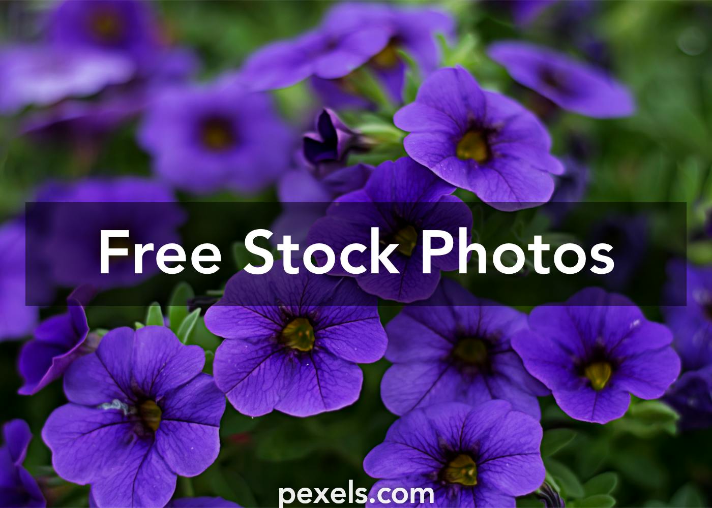 100,000+ Best Purple Flowers Photos · 100% Free Download · Pexels ...