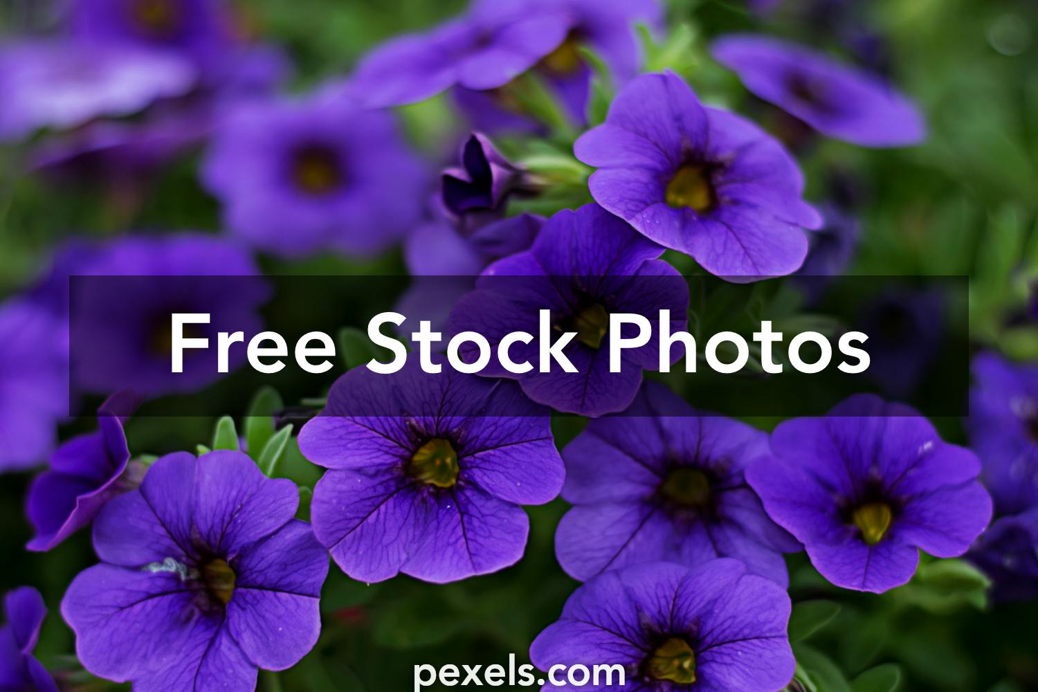 100,000+ Best Purple Flowers Photos · 100% Free Download · Pexels ...