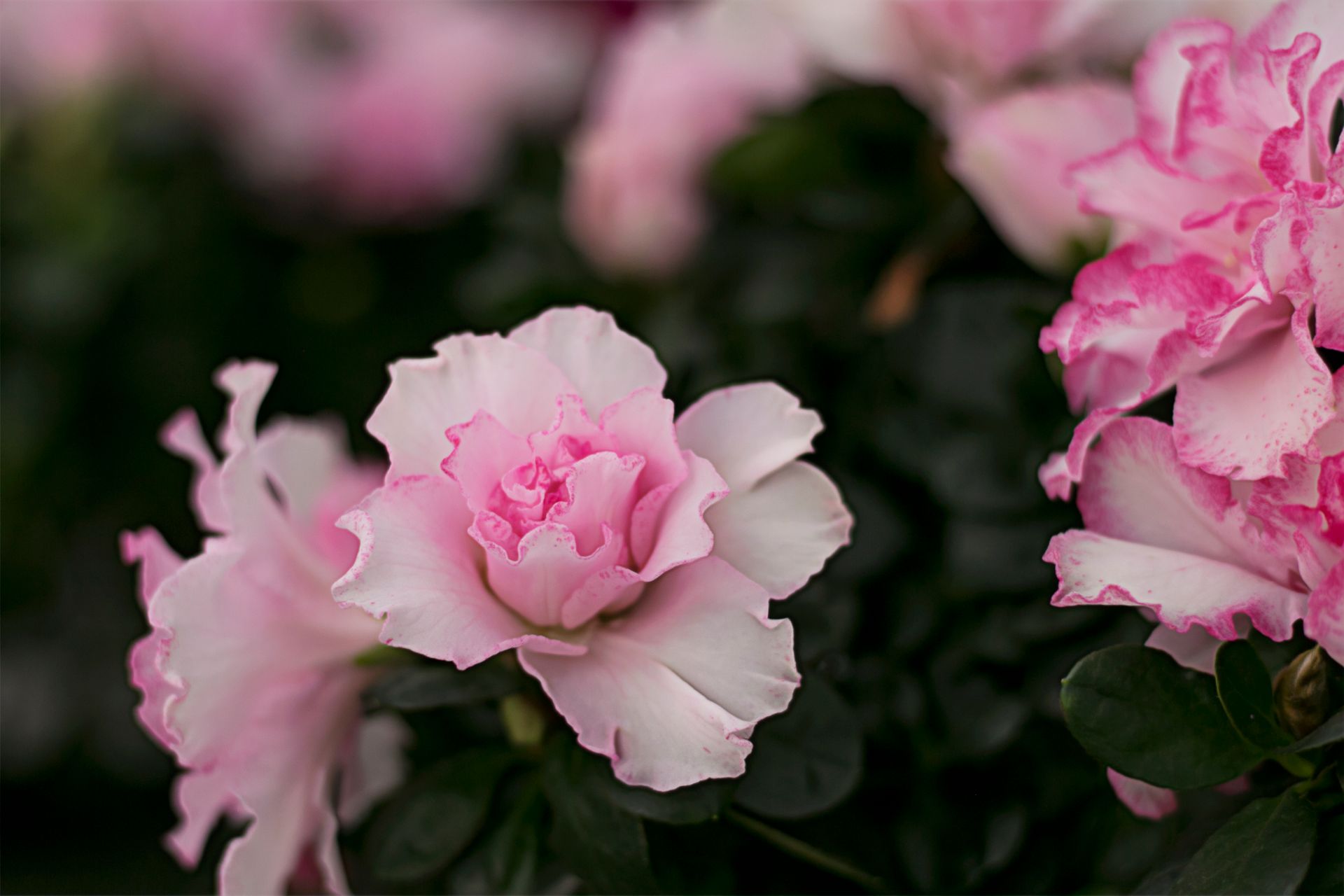 Beautiful pink azalea flowers blooming with soft petals and rich colors, captured close-up.