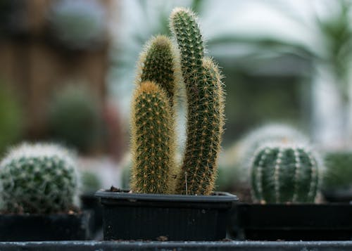 Close Upfotografie Van Cactus