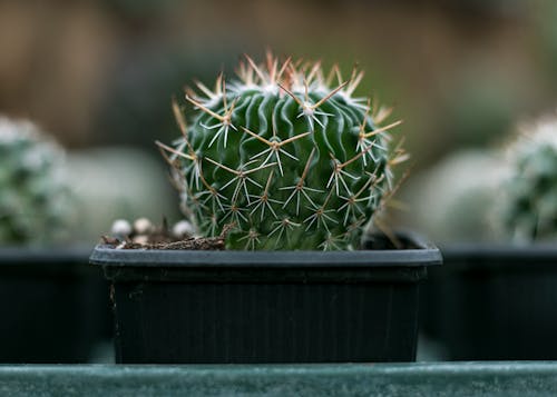 Nahaufnahme Fotografie Von Kaktus