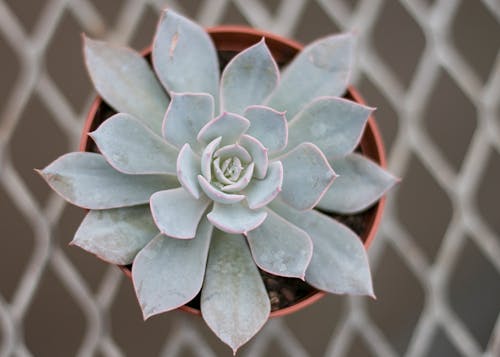 Fotografia De Close Up De Planta Suculenta