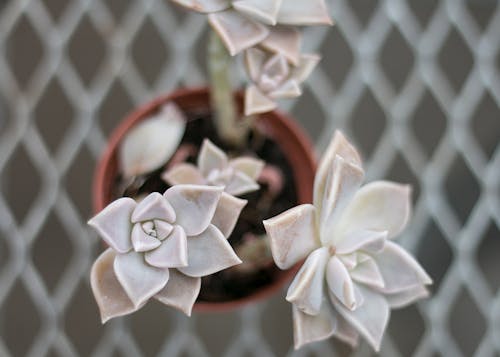 Free stock photo of greenhouse, succulent, succulent plants