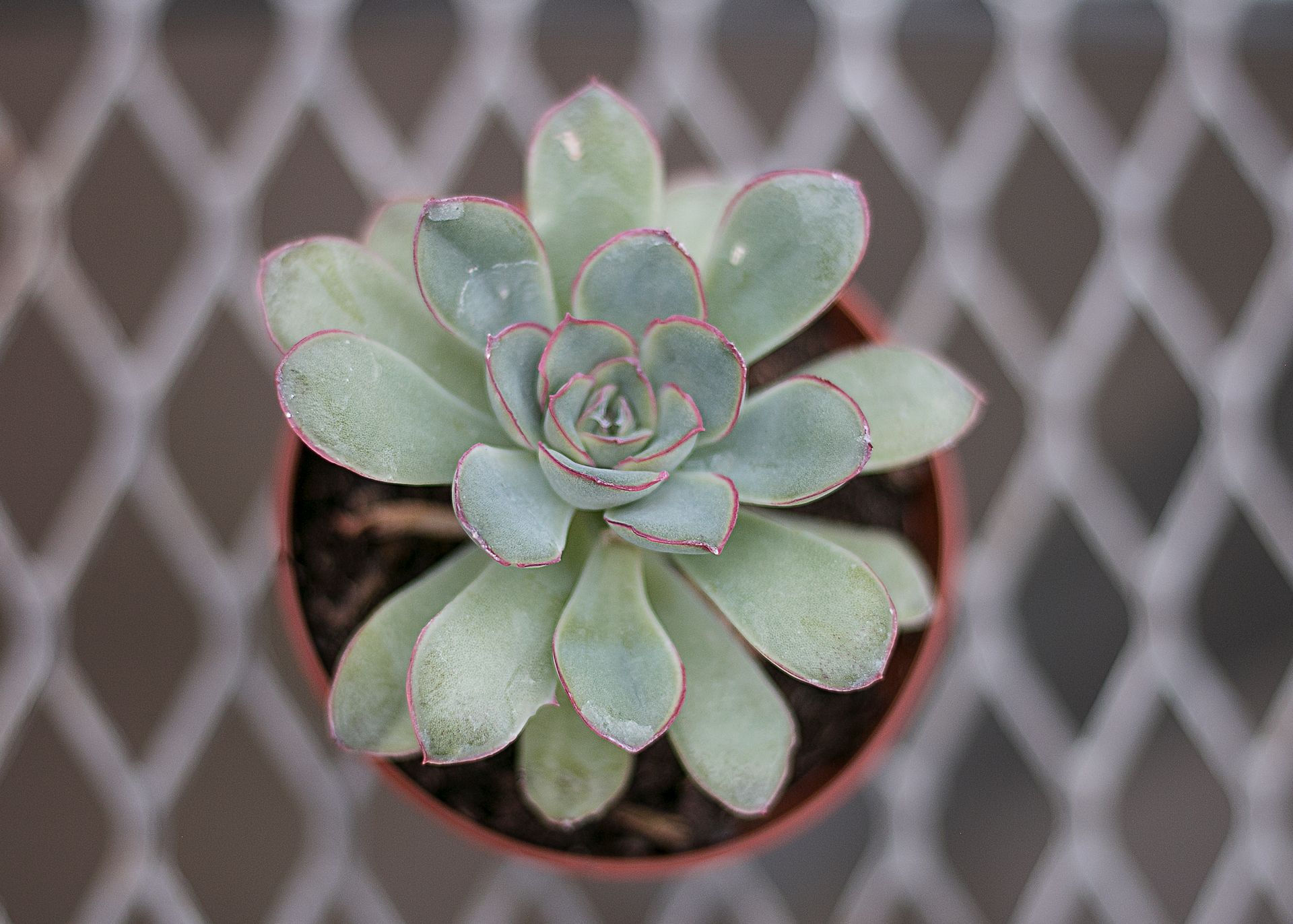 A top-down view of an Echeveria succulent plant with green leaves and red edges in a pot.