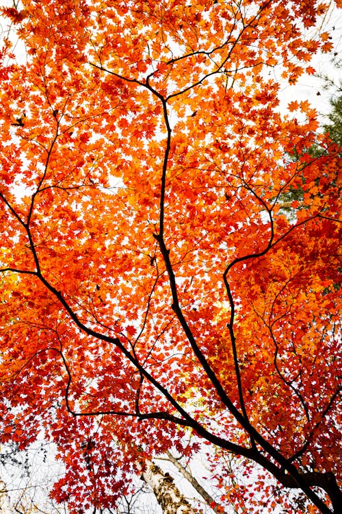 Imagine de stoc gratuită din arborele arțar, atmosfera de outono, fotografiere verticală