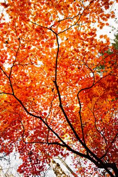 Beautiful view of vibrant orange leaves on a maple tree during autumn in Russia.