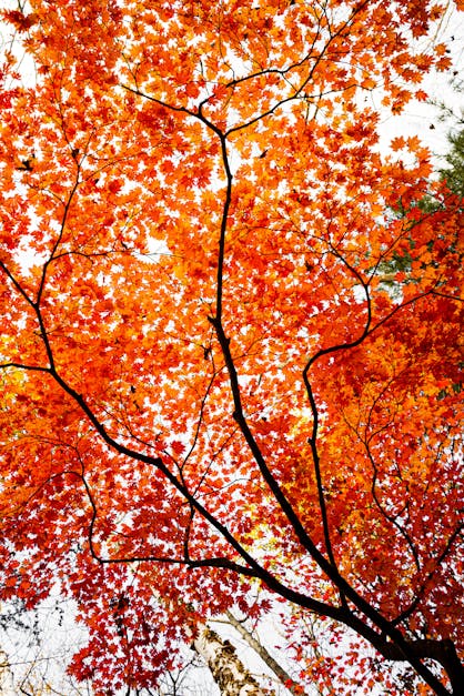 Orange Leaves on Maple Tree · Free Stock Photo