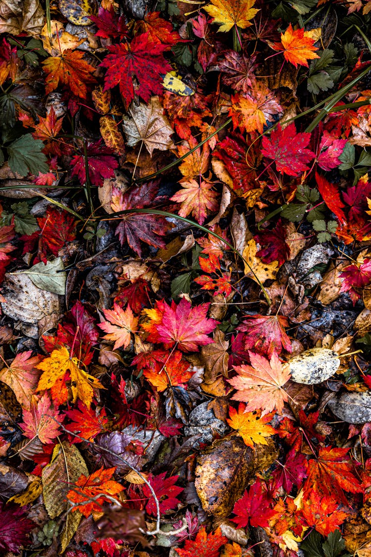 Colorful Fallen Leaves On Ground