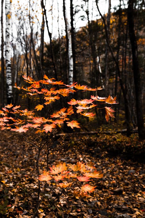 Fotobanka s bezplatnými fotkami na tému javorové listy, jeseň, oranžové listy
