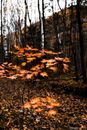 Maple Leaves on the Tree