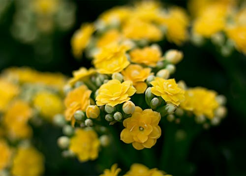 免费 黄色花朵的近景摄影 素材图片