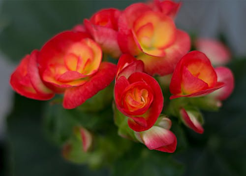 Free stock photo of floral, greenhouse, red