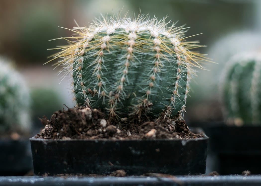 Close Upfotografie Van Cactus