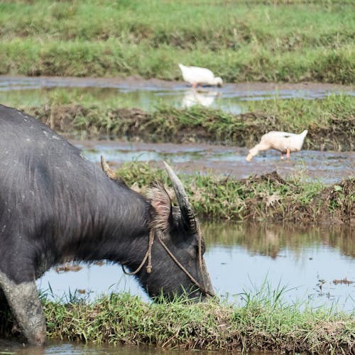 Free stock photo of buffalo, drinking water, ducks