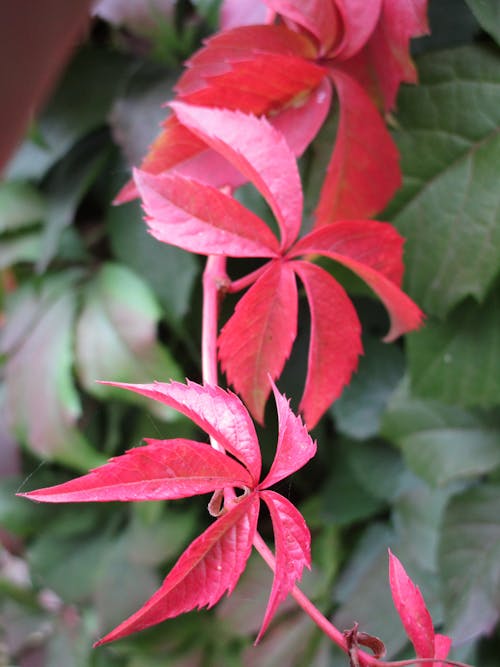 Gratis stockfoto met rode bladeren in de herfst