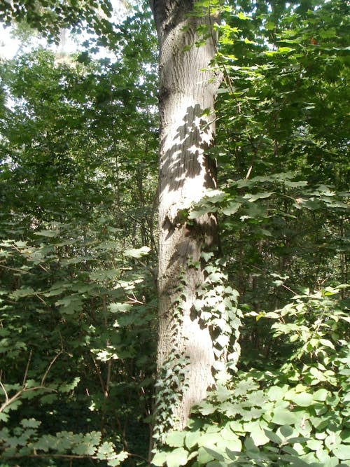 Gratis stockfoto met boom in een bos