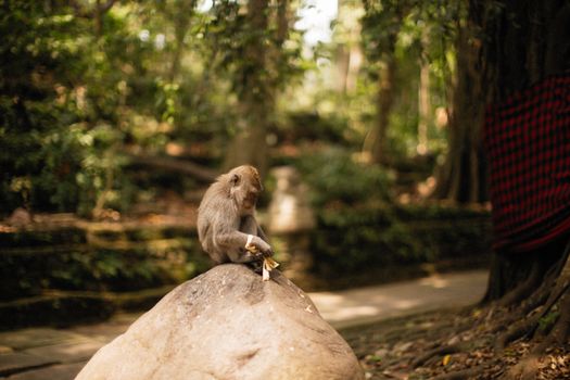 A lively monkey sits on a rock eating in a lush tropical forest setting.