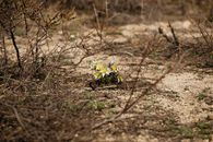 Wildflowers On Brown Soil