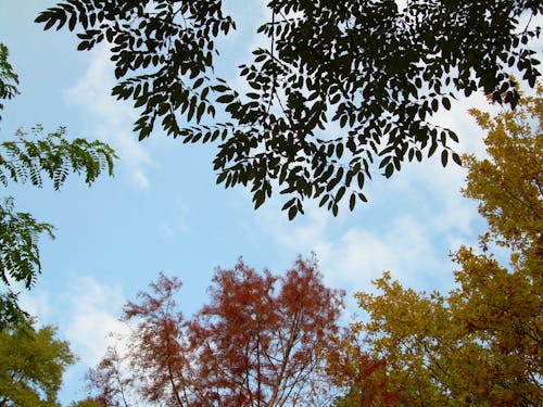 Gratis stockfoto met bomen