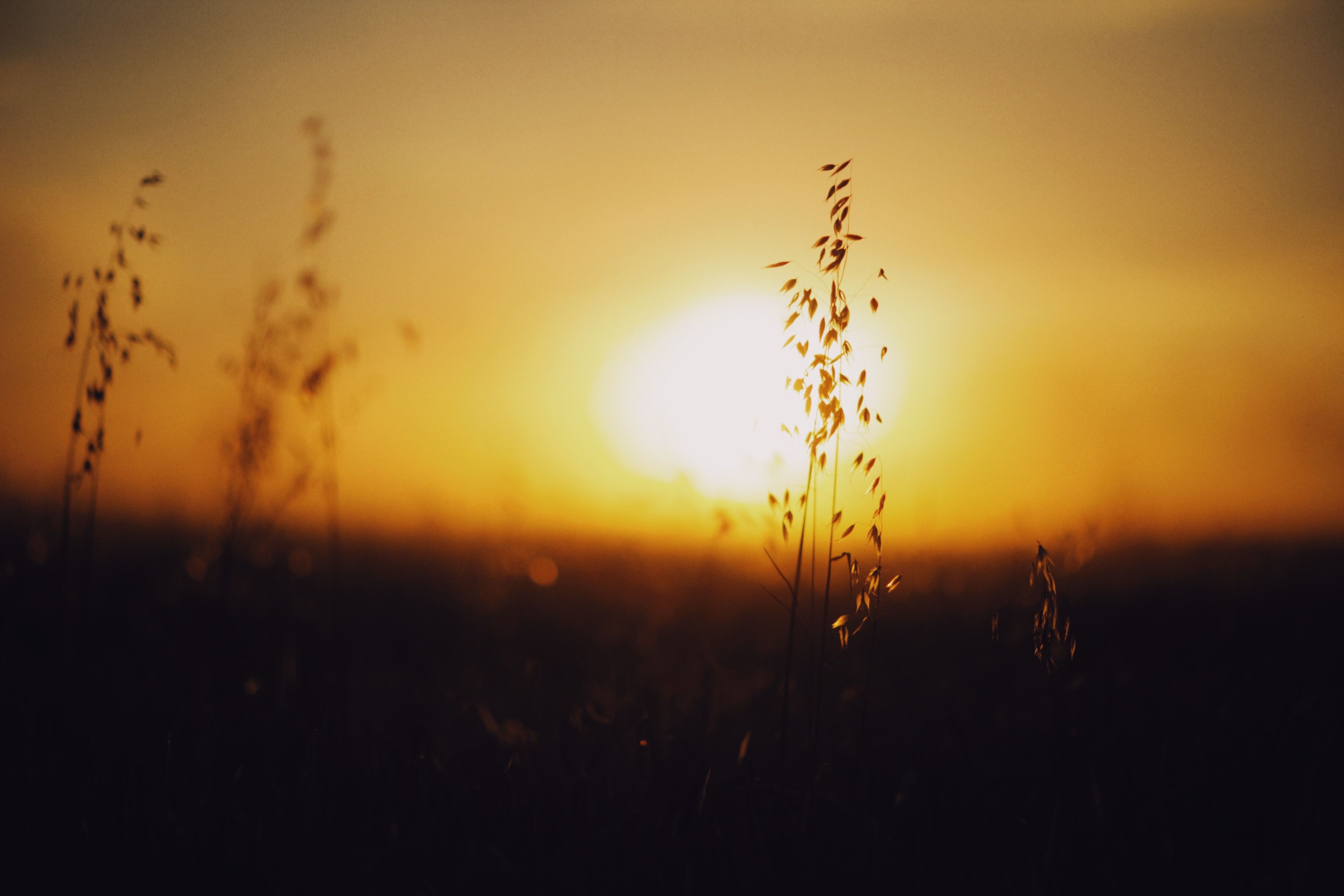 Silhouette of Grass during Sunset · Free Stock Photo