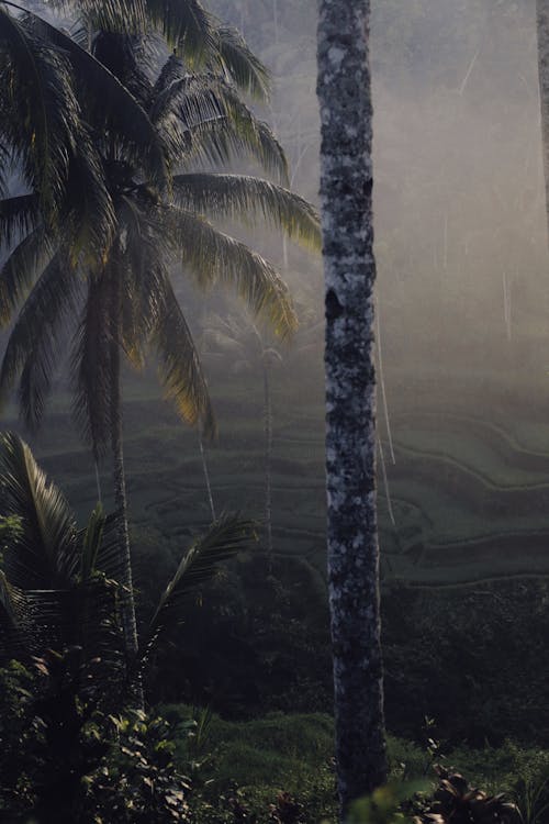 Green Palm Tree near Rice Fields